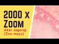 28+ Anatomi Akar Jagung