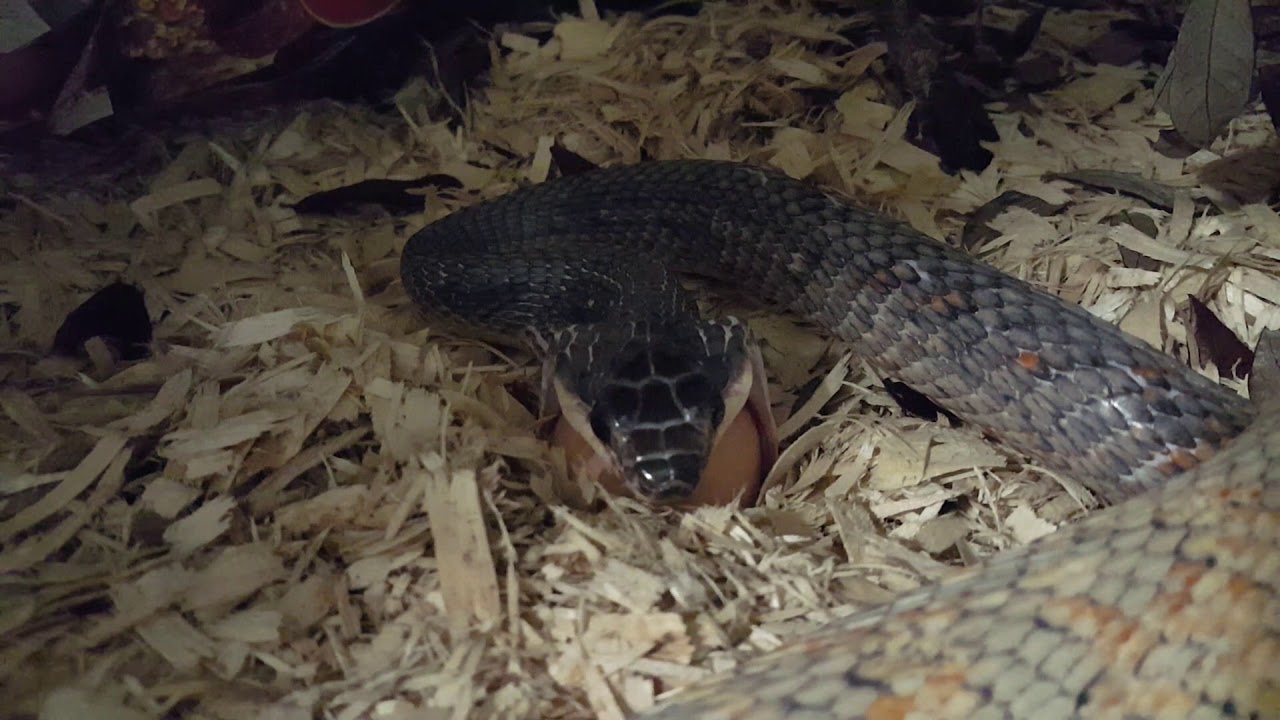 camera iphone 8 plus apk Phrynonax poecilonotus eating a farm fresh egg