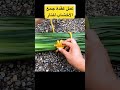عقدة حبل متينة لجمع الخشب اكسبلور