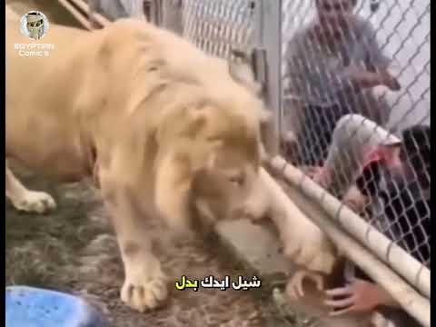 شيل ايدك لتوحشك اكسبلور ترند ضحك قطط مضحك  أسد