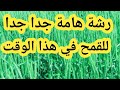 رشة هامة جدا جدا للقمح في هذه المرحلة