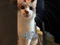 猫達に明日の予定を聞いてみた#shorts