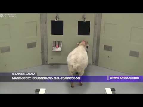 ბრიტანელი მეცნიერების ექსპერიმენტი