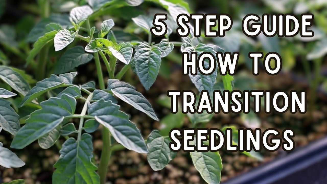 The 5 Step Process to Harden Off Seedlings 2x FASTER For AMAZING Results!