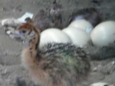 Naissance Bebes Autruche 1ere Partie Youtube Naissance Bebes Autruche 1ere Partie Youtube