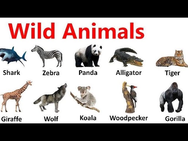 Top 100 Wild Animals Names in English and Hindi | Name of Wild Animals in  English and Hindi - YouTube
