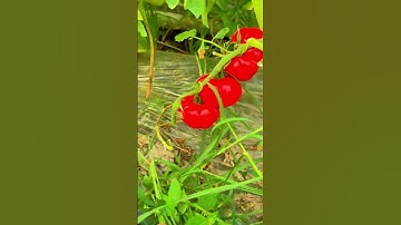 Panen tomat di kebun dengan hasil yang sangat memuaskan #shorts