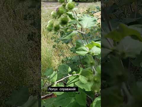 Лопух справжній #кропивницький #лопух #трави #shortvideo