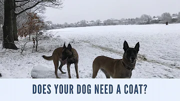 Do dog clothes keep dogs warm?