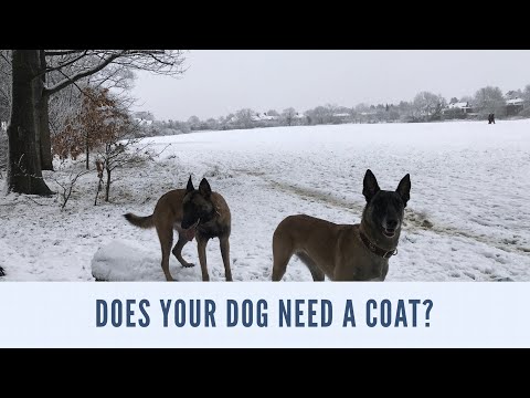 Video: Har hunde brug for at bære hundejakker?
