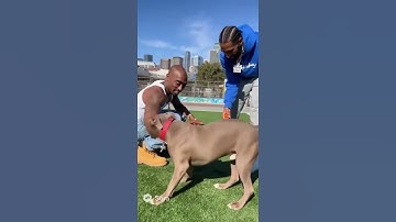 Nipsey Hussle & 2Pac Chillin’ with the Bullys 🏁🐶 (AI Edit by Sora2) #music