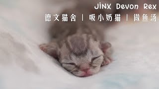 德文猫舍vlog·我来带着小奶猫来啦奶香味新鲜出炉给猫妈熬下奶汤。