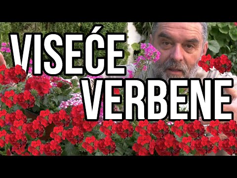 Video: Verbena - Uzgoj Verbene, Svojstva I Upotreba Verbene, Esencijalno Ulje Verbene, Kontraindikacije