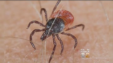 Here’s What To Do If You Find A Tick Bite