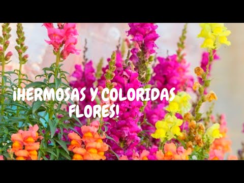 Perritos planta: cuidados básicos en casa | ¡Curiosas y coloridas flores para exteriores!