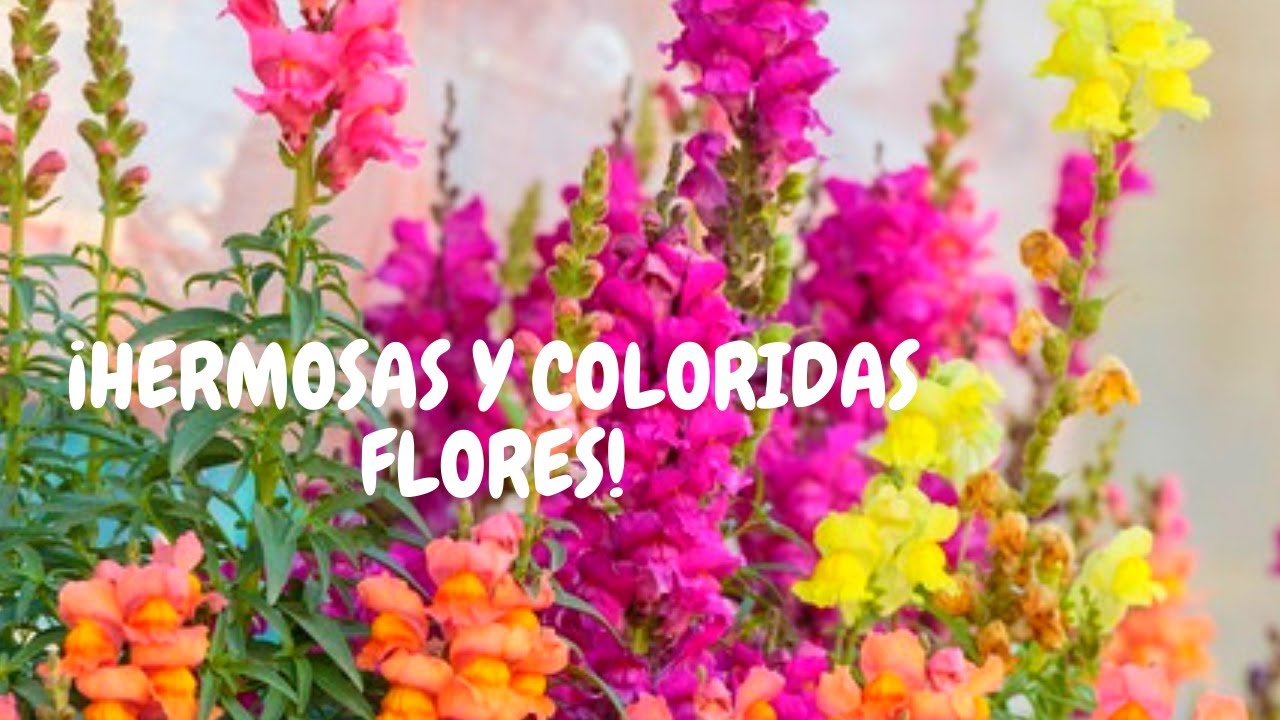 Perritos planta: cuidados básicos en casa | ¡Curiosas y coloridas flores  para exteriores! - thptnganamst.edu.vn