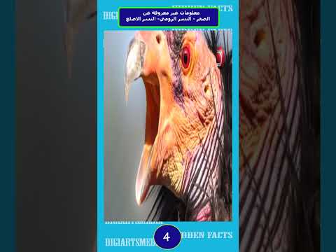 ماذا تعرف عن الطيور الجارحة 4