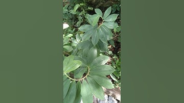 cây cát lồi (mía dò)