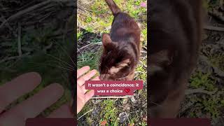 She ran to me two days in a row... I think I was being adopted🐈🤎The rarest Brown Tuxedo girl!#cds