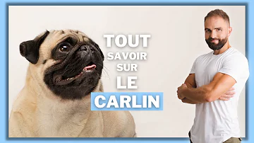 Pourquoi Carlin ?