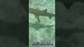 سمك القرش خطف السمكه fishing