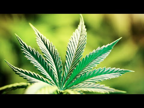 Big News For Weed Growers