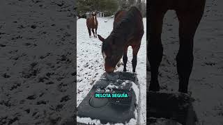 Este Caballo No Podía Beber Agua… Hasta Que Descubrió Esto 😱🐴 #shorts