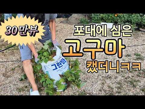 봄에 포대에 심은 고구마 캤더니? ㅎㅎDigging Sweet Potatoes in Bags Korea