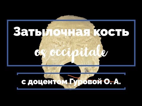 Затылочная кость (os occipitale)💀 | Анатомия человека [2019]✅