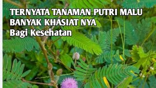 Explaining the health benefits of the sensitive plant