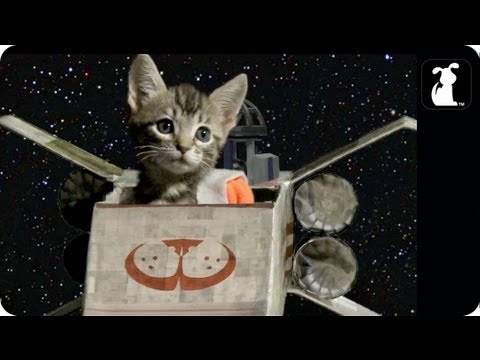 star wars  cats  vs dogs FunnyCat TV