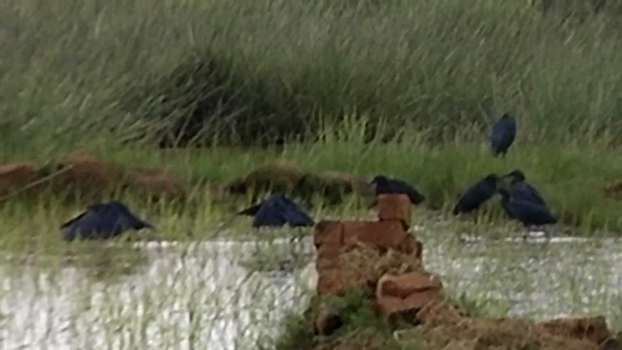 クロコサギ クロミノサギ マダガスカル 1124 Youtube