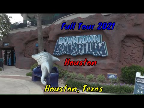 Video: Una guida completa al Downtown Aquarium di Houston