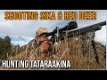 Shooting Sika & Red - Tataraakina Feb  2021
