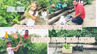 INSECTICIDA ORGANICO HECHO EN CASA POCOS INGREDIENTES COMIENDO PEPINOS RECIEN CORTADOS 🥒 👏🤩