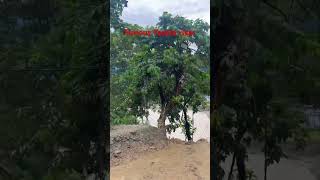 Flood in Sikkim Siliguri Highway || Furious Teesta river