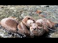 Ambassador Aty and Lady Ui Will Show You The Sagamihara Nature! [Otter life Day 706]