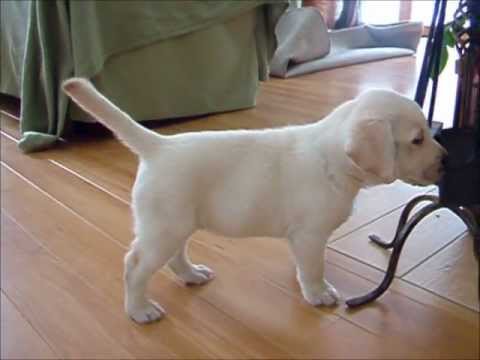 Video: Kaip Atrodo Labradoro šuniukas?