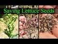 How To Save Lettuce Seeds - Garden Quickie Episode 14