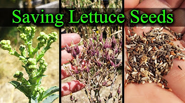 How To Save Lettuce Seeds - Garden Quickie Episode 14