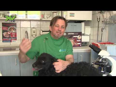 Videó: Lépő tumor kutyákban
