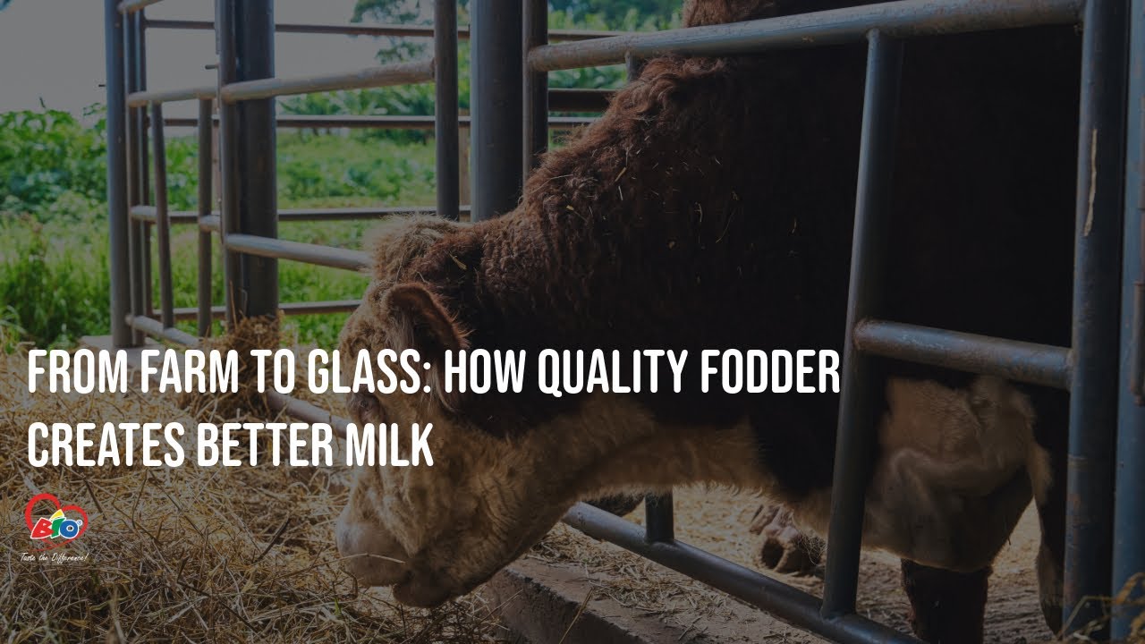 From Farm to Glass: How Quality Fodder Creates Better Milk - YouTube