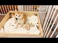 【柴犬 子犬】お餅のようにもちもちしている生後3日目の子犬たちの様子はこちら