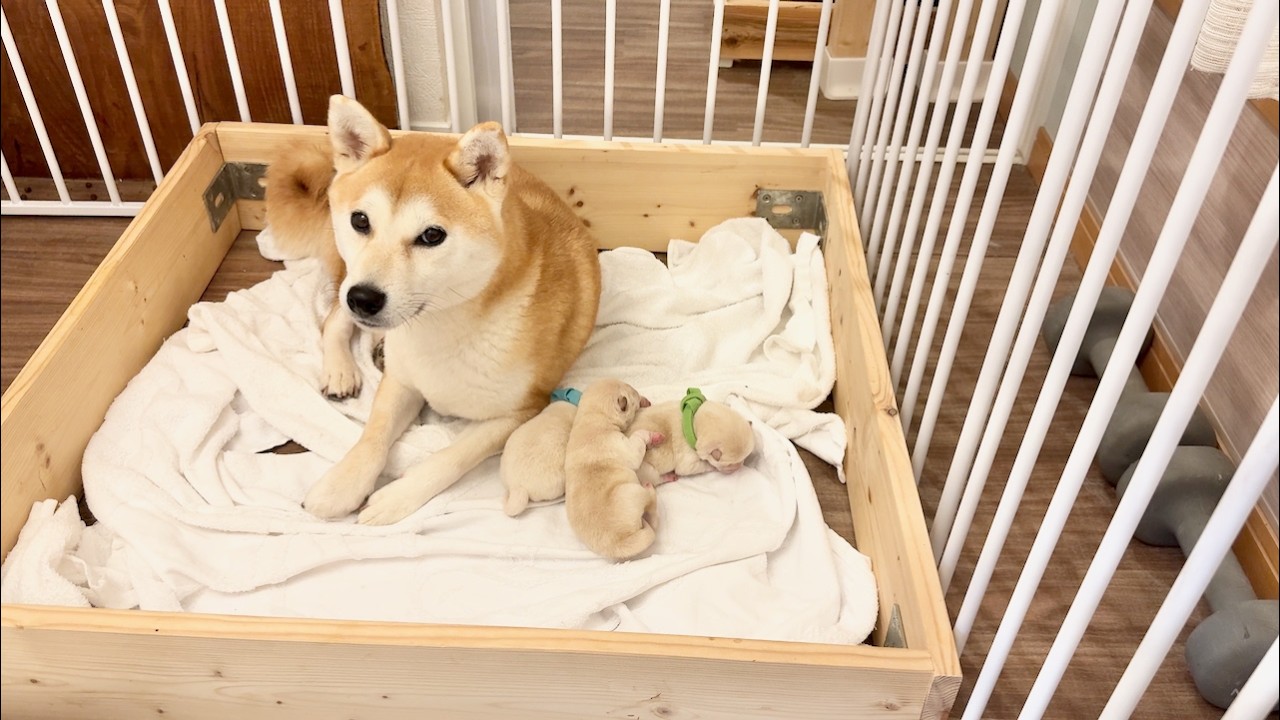 Shiba Inu Puppies] 3-Day-Old Puppies are as Squishy as Mochi