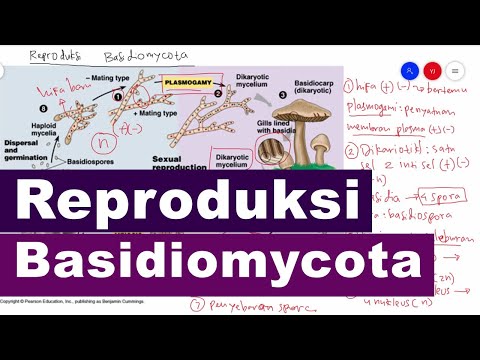 Video: Apa jenis reproduksi oogami?