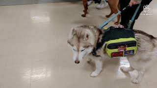 SERVICE DOG MEETUP!!! Training with another SD team