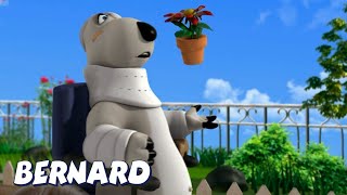 Injured Bernard Bear And More Cartoons For Children