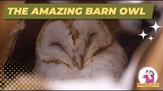 Species Profile: The Amazing Barn Owl
