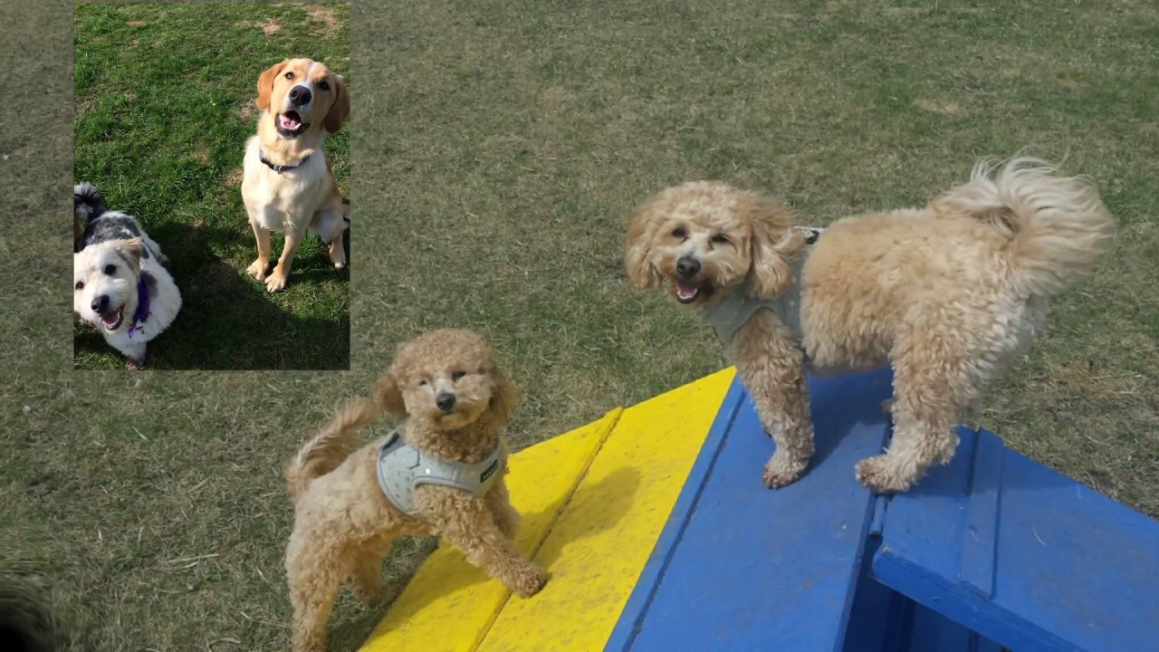 2017 Northern Tails Pet Resort YouTube