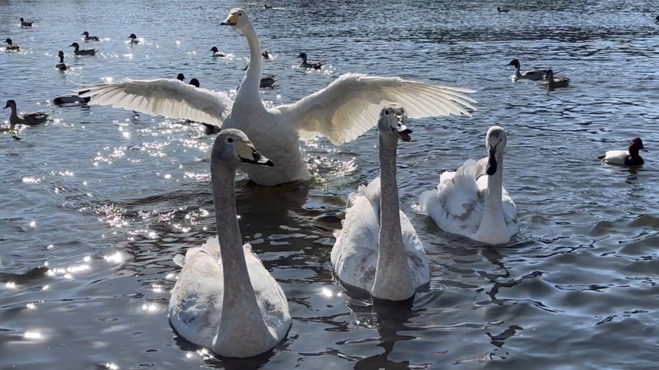 【渡り鳥】2026年2月22日のカモ【白鳥】
